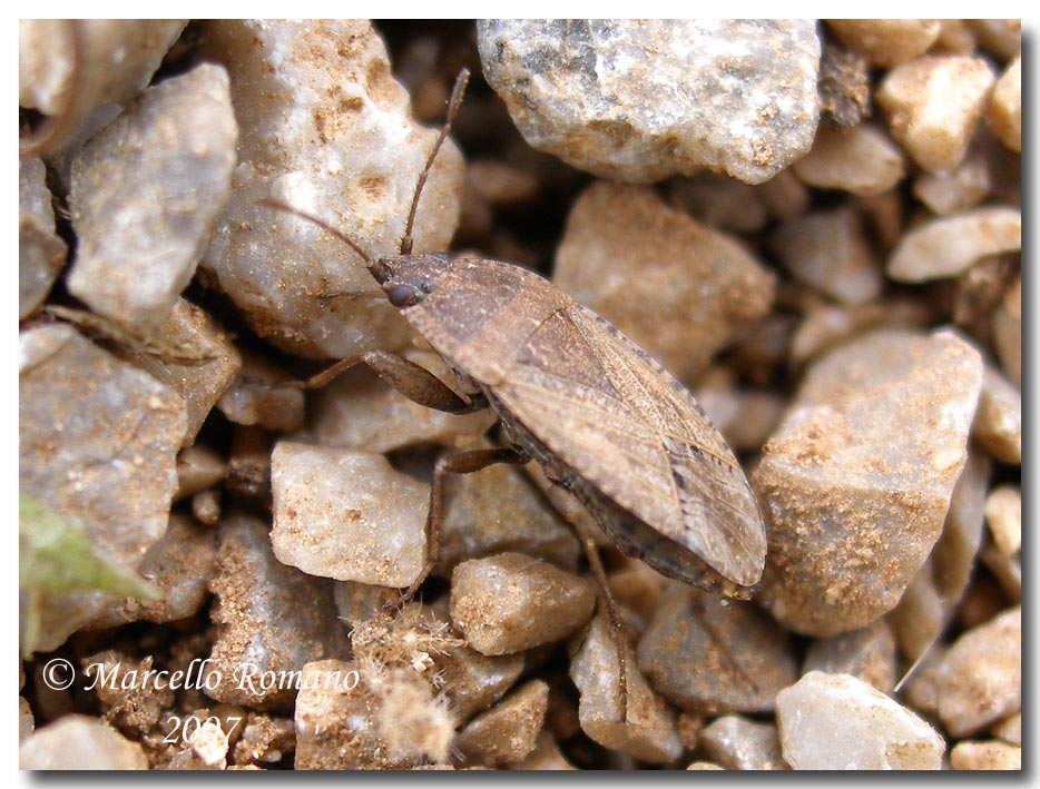 Album di eterotteri fotografati in Sicilia nel 2007